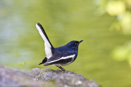 东方男性喜鹊罗宾，copsychus saularis