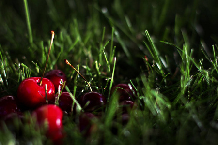 几只樱桃躺在绿草下, 阳光下的光线和光束