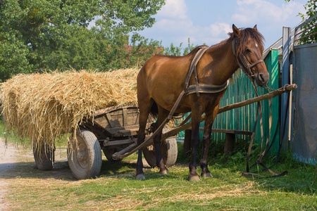 向传统的干草车利用板栗骡子照片