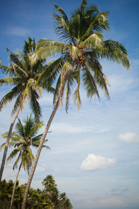 棕榈树的海洋