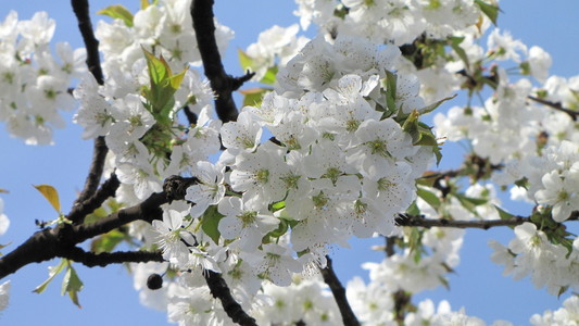 蓝蓝的天空背景上的春天樱花绽放分支