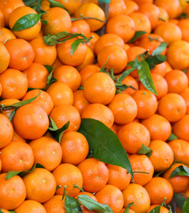 橙色西西里 clementines 和绿叶的背景
