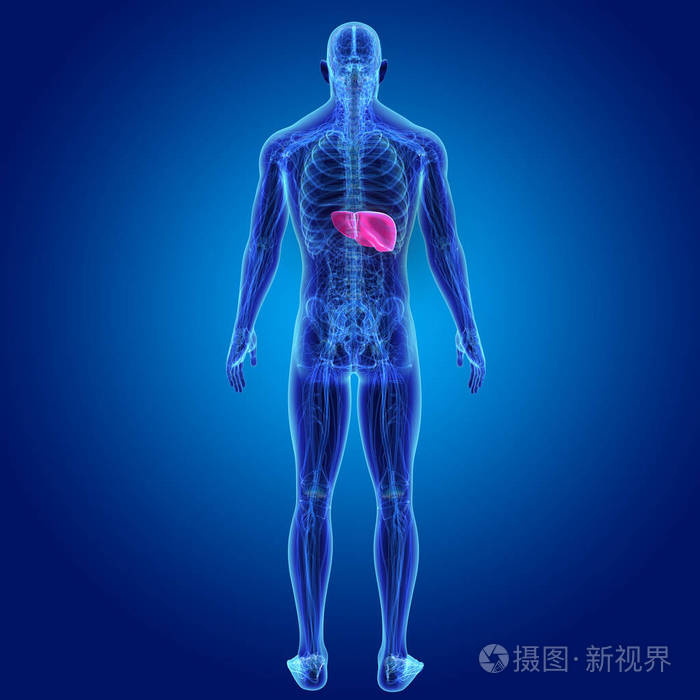 人体与肝脏彩色医学插图