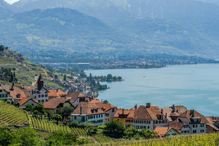 在瑞士美丽的 Lavaux 酒厂地区, 一个叫 Rivaz 的小酒厂村的看法