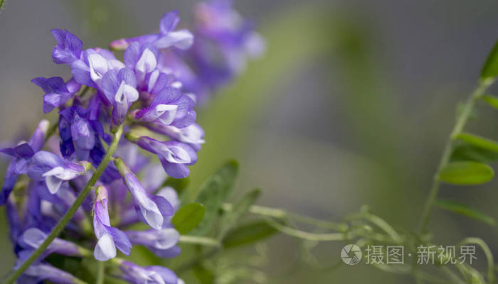 野生鹰嘴豆, 紫色的花朵。有价值的素食产品