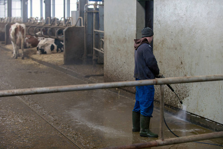 现代牛栏奶牛小便和鸣牛的奶牛养殖