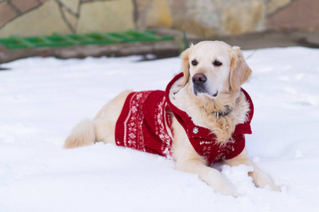 可爱的金色猎犬狗穿着暖和的红色圣诞大衣李
