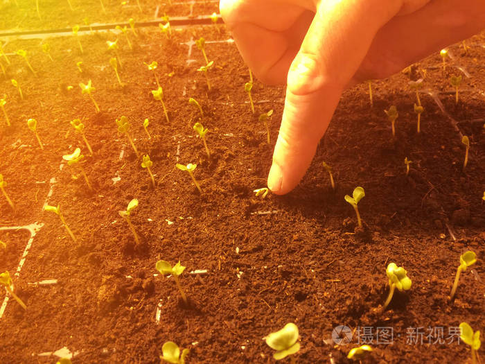 种子生长的绿色芽人的手播种种子阳光效应季节植物