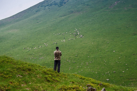 在大山的旅游和绵羊。Marmaros。乌克兰