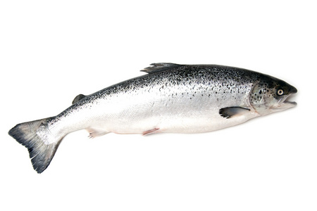 苏格兰鲑鱼苏格兰的大西洋鲑鱼 (鲑太阳能) 整体照片