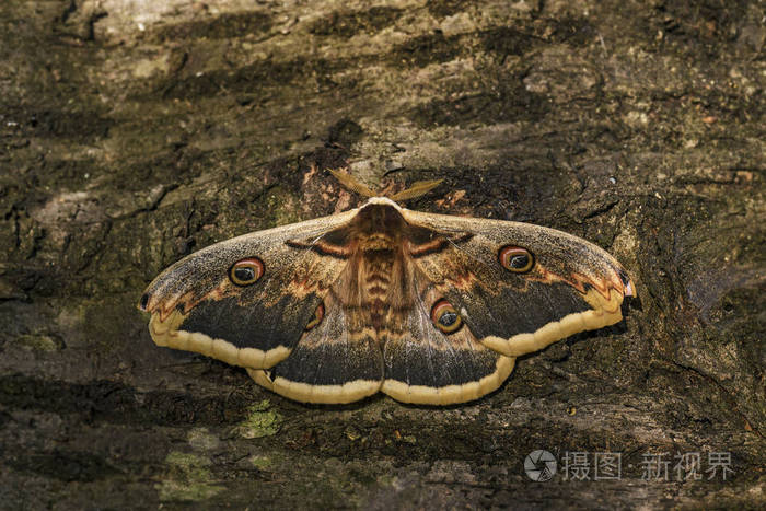 大孔雀蛾-saturnia 瘿, 美丽的大蛾从欧洲, 捷克共和国