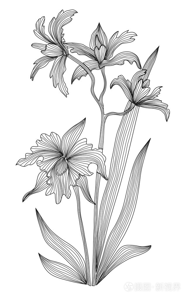 装饰兰花插画-正版商用图片05py1m-摄图新视界