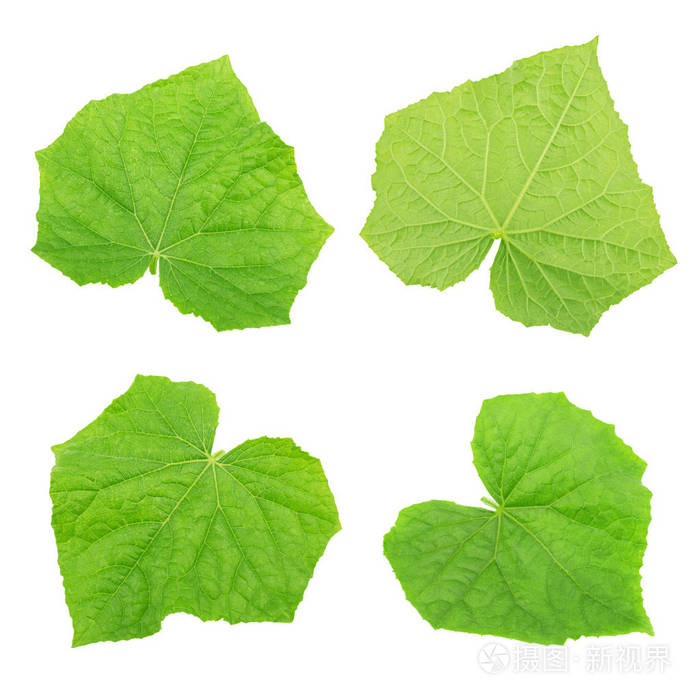 一组黄瓜叶子被隔离在白色照片-正版商用图片05q0rw-摄图新视界