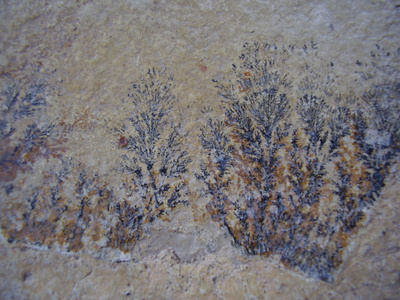 化石蕨类植物