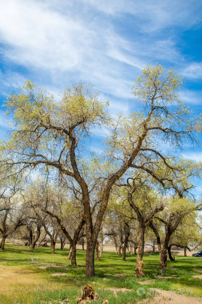 春天格罗夫在turanga胡杨天山胡杨幼发拉底河杨树