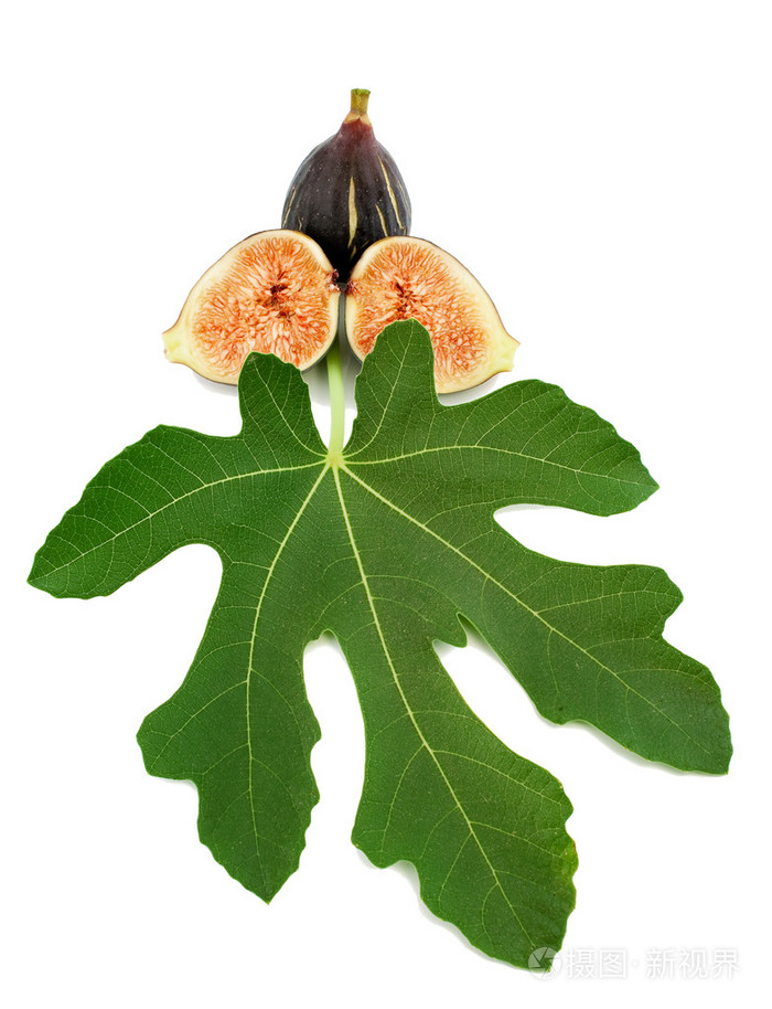 成熟的紫色无花果果实和叶片