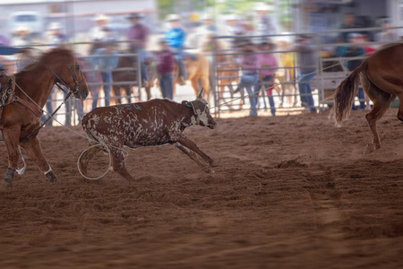 小牛队与两匹马和骑手在澳大利亚的国家牛仔竞技中牵起一只小牛的绳索