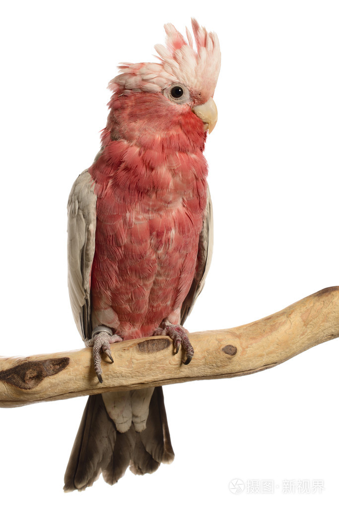 白玫瑰大胸的鹦鹉