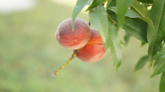树上的鲜桃