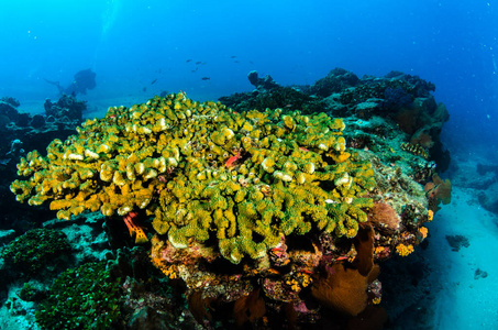 墨西哥加利福尼亚州的 scenics 珊瑚礁