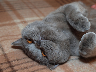 放宽对沙发灰色猫