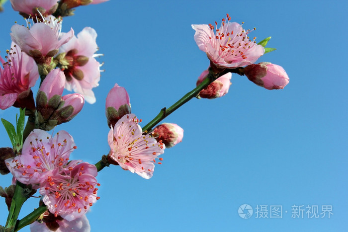 桃花在蓝蓝的天空