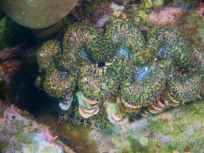 菲律宾吕宋岛Anilo蛤蜊的神奇神秘水下世界