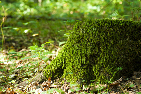 moss 树桩