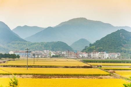 在中国朦胧的天空下, 有山背景的黄稻田等待收割