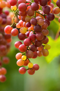 新鲜成熟的葡萄挂在酒地里图片
