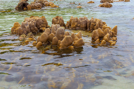 泰国的康乃浅珊瑚