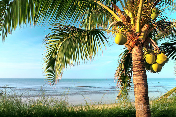 下载小样发票合同问题/举报椰子棕榈树3d 棕榈树在白色背景3d 棕榈树