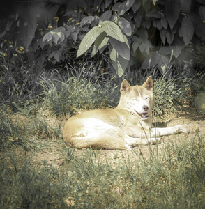 野生狐狸