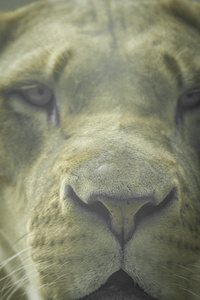狮子的脸