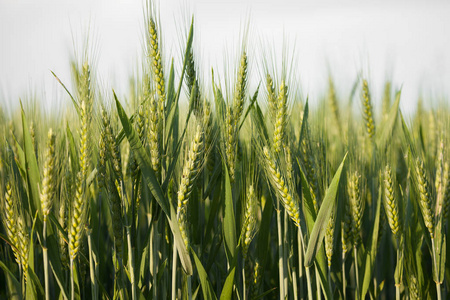麦田.绿色小麦的耳朵.美丽的自然日落风景.金色阳光下的乡村风光.