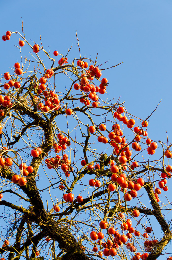 很多水果成熟的柿子树