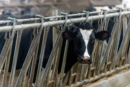 现代牛栏奶牛品种的培育