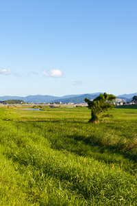 干涸的河床在夏天