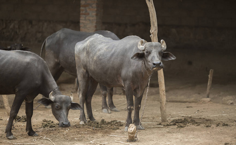 印度宠物动物水牛照片