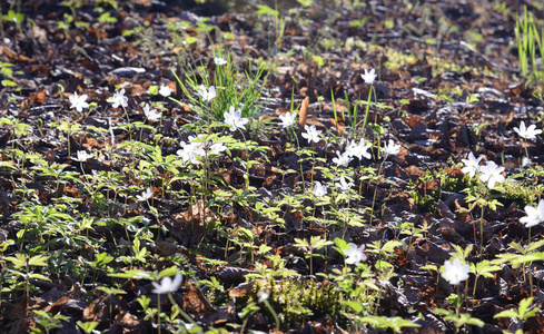 森林里空地上的白色春天的花朵