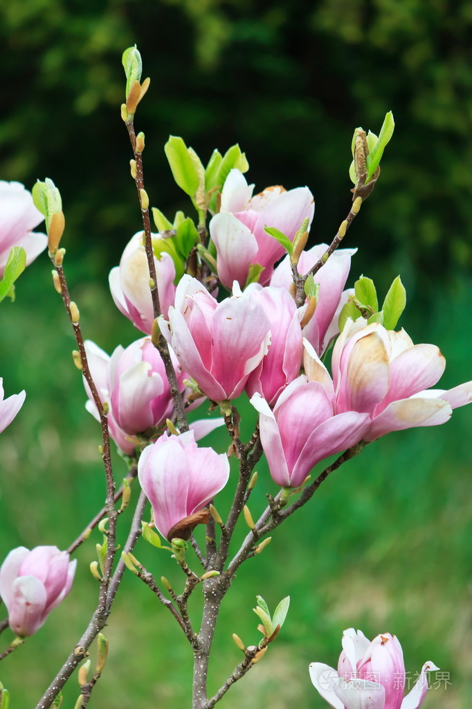 盛开的白玉兰树