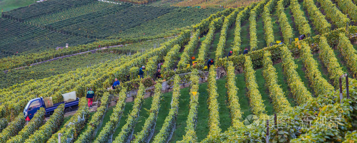 熔丝,瑞士-葡萄园梯田