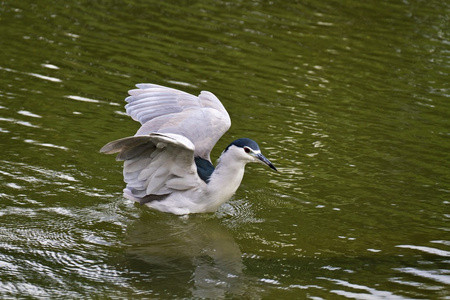 黑冠夜鹭 nycticorax nycticorax