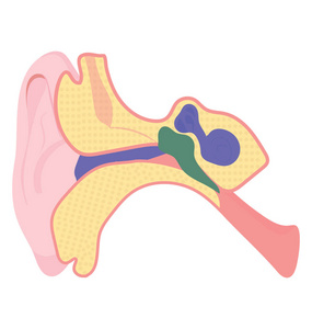 耳管内部结构在这里为耳朵图标