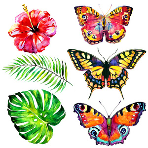 夏威夷花卉, 蝴蝶, 水彩, 异国植物, 在白色的孤立