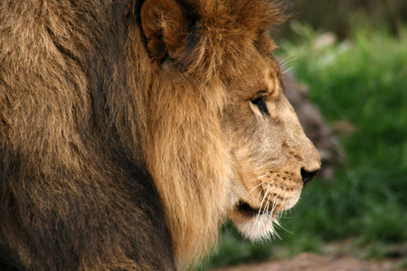 大的雄性非洲狮的肖像