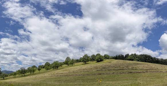 法国 Elsass 地区 Triembach 附近草地和树木的乡村景观