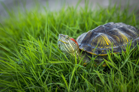 红耳龟栖息在草地上晒太阳