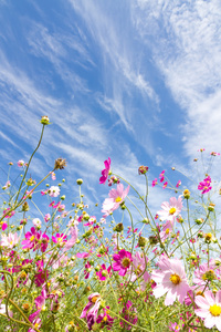 波斯菊花卉和天空