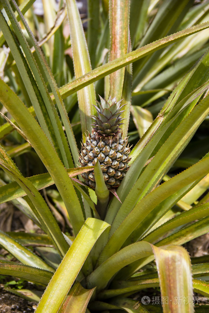 菠萝植物